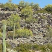 Organ Pipe Cactus NM 01